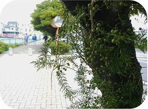 クサスギカズラの葉状枝と実