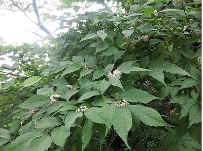 江の島の植物・落葉低木≪オオムラサキシキブ(大紫式部)≫ • えのしま・ふじさわポータルサイト