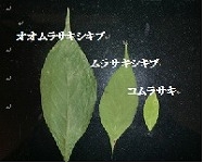 oomurasaki 5