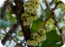 ヒサカキの花