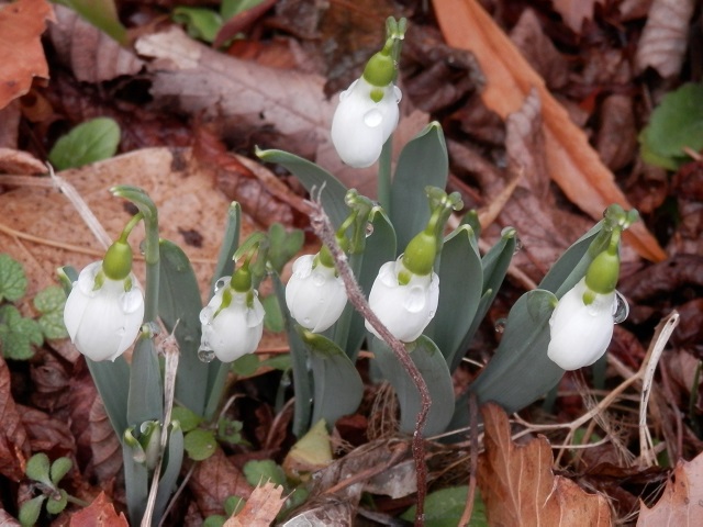 snowdrop