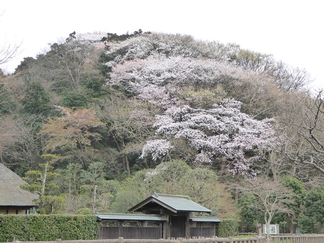 405.fujisawa sinbayasikouen