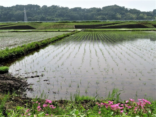 iitoko 640