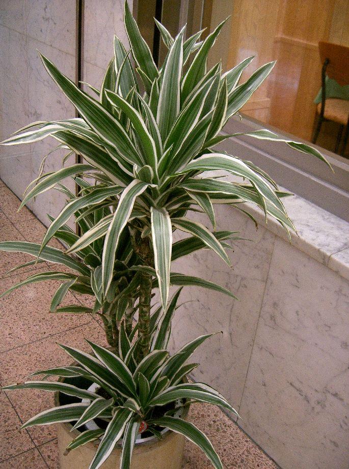 Dracaena deremensis1