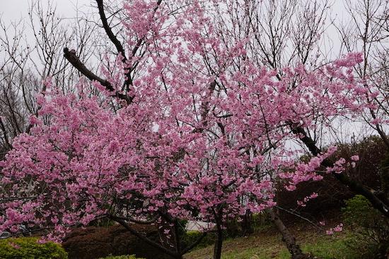 おかめ桜