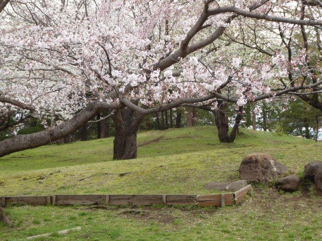 SOUGOUKOUEN SAKURA 2