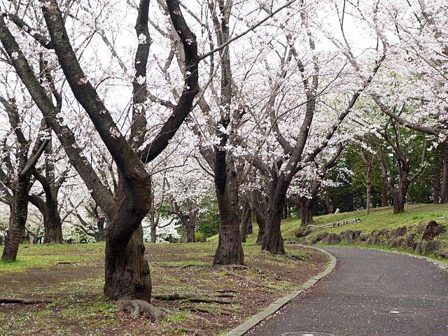 SOUGOUKOUEN SAKURA 1