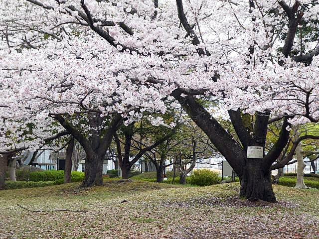 SOUGOUKOUEN SAKURA 1