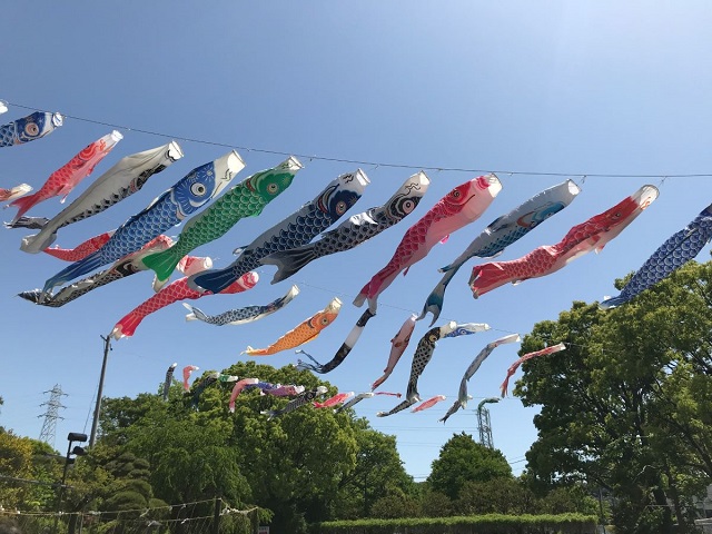 koinobori3