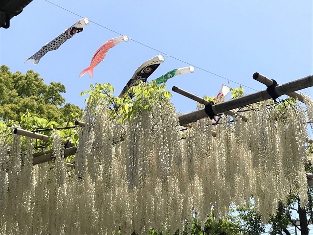 koinobori4