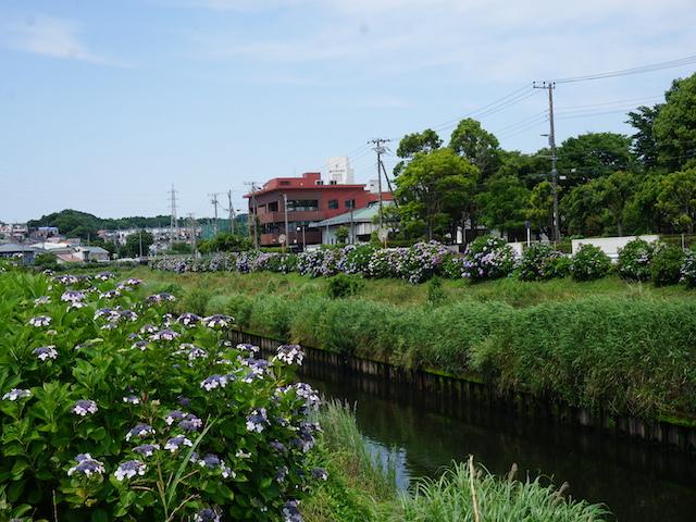 大清水境川アジサイロード